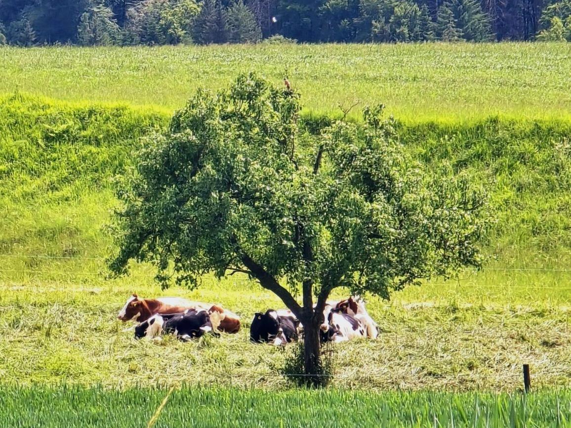 Ramsen Chalet Happy Cow - Top Lage Naehe Bodensee, Rheinfall, Schaffhausen & Zuerich - Laendliche Idylle Mit Privat-Parkplatz Und Viel Komfort - 120M2 - 3 Stockwerkeヴィラ エクステリア 写真